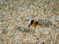 Bronzespot Razorfish photo 4
