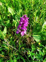 Dactylorhiza traunsteineri
