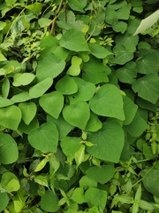 Stephania cephalantha