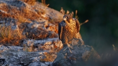 Falco peregrinus