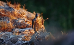 Falco peregrinus