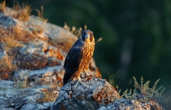 Falco peregrinus