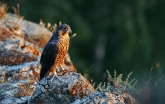 Falco peregrinus