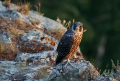 Falco peregrinus