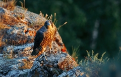 Falco peregrinus