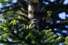 Setophaga coronata coronata × auduboni