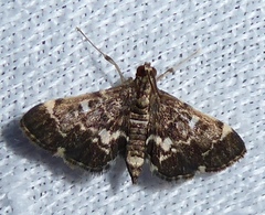 Piletocera sodalis