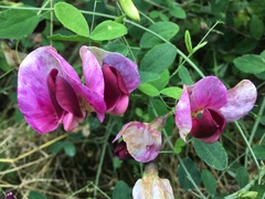 Lathyrus grandiflorus