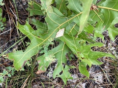 Hemeroplanis scopulepes