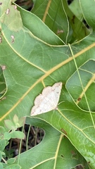 Hemeroplanis scopulepes