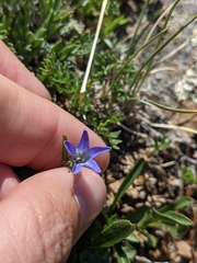 Campanula uniflora