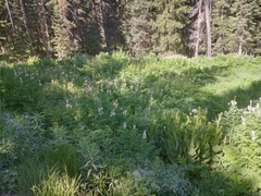 Corydalis caseana brandegeei