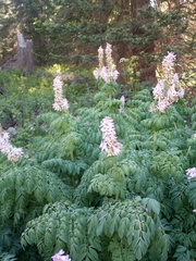Corydalis caseana brandegeei