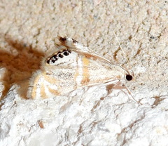 Petrophila cappsi