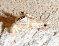 Petrophila cappsi