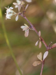 Olearia virgata