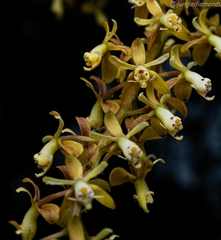 Epidendrum cylindrostachys