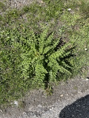Cirsium spinosissimum