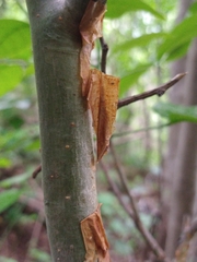 Bursera grandifolia