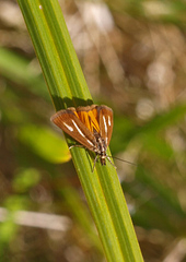 Orocrambus heliotes