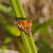 Wetland Orange - Photo (c) Mike Lusk, some rights reserved (CC BY-NC), uploaded by Mike Lusk
