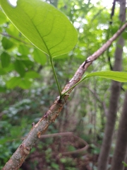 Bursera grandifolia