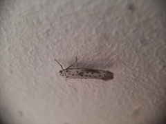 Yponomeuta irrorellus