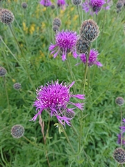 Centaurea scabiosa