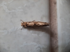 Morophaga choragella