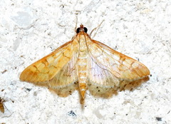 Mimorista trimaculalis