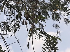 Peltophorum