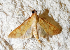 Mimorista trimaculalis
