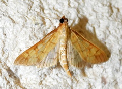 Mimorista trimaculalis