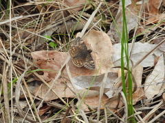 Erynnis juvenalis
