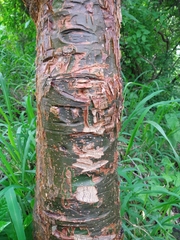 Bursera ovalifolia