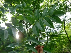 Bursera ovalifolia