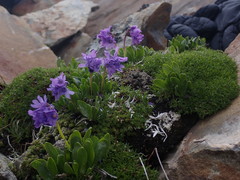 Primula glutinosa