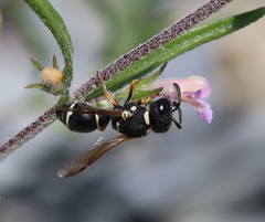 Leptochilus limbiferus