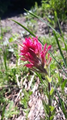 Castilleja parviflora