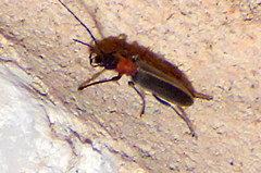 Oxacis