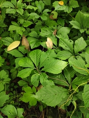 Gynostemma pentaphyllum