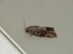 Etanna breviuscula