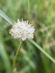 Triantha occidentalis