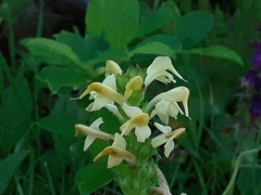 Pedicularis ascendens