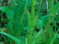 Pedicularis ascendens