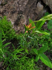 Castilleja tenuiflora