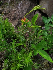 Castilleja tenuiflora