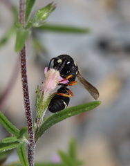 Leptochilus limbiferus