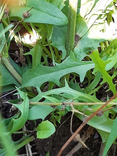 Crepis capillaris