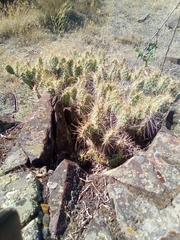 Opuntia × columbiana